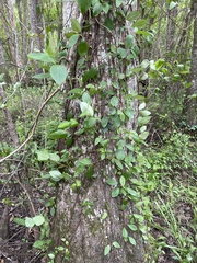 Hydrangea petiolaris