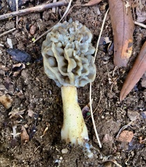 Morchella sceptriformis