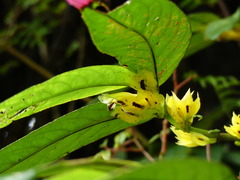 Columnea picta