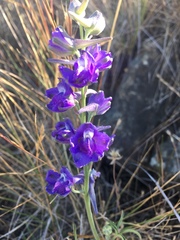 Delphinium hesperium