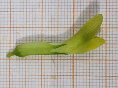 Astragalus boreoafricanus