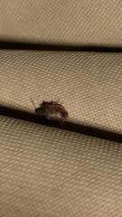 Dendrocoris humeralis