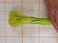 Astragalus boreoafricanus