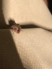 Dendrocoris humeralis