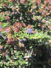 Ceanothus dentatus