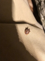 Dendrocoris humeralis