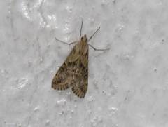 Evergestis isatidalis