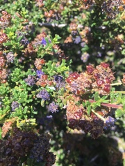 Ceanothus dentatus