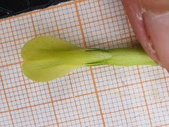 Astragalus boreoafricanus