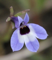 Downingia concolor concolor