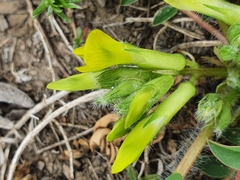Astragalus boreoafricanus