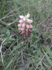 Skeptrostachys montevidensis