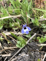 Downingia concolor concolor