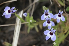 Downingia concolor concolor