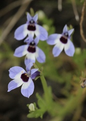 Downingia concolor concolor