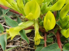 Astragalus boreoafricanus
