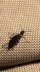 Neoclytus horridus