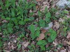 Aristolochia lutea