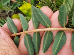 Astragalus boreoafricanus