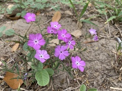 Phlox glabriflora