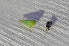 Populicerus gillettei