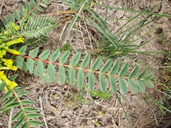 Astragalus boreoafricanus