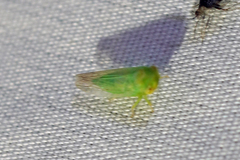 Populicerus gillettei