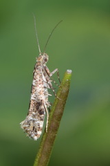 Digitivalva granitella
