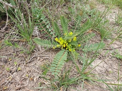 Astragalus boreoafricanus