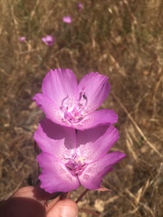 Clarkia lewisii