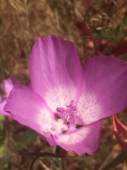 Clarkia lewisii