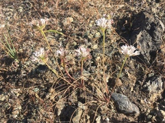 Allium lacunosum