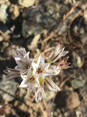 Allium lacunosum