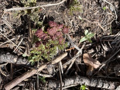 Lomatium