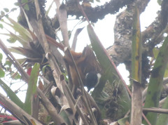 Pseudocolaptes boissonneautii