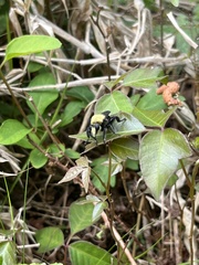 Laphria virginica