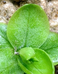 Pinguicula vallisneriifolia