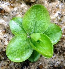 Pinguicula vallisneriifolia