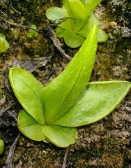 Pinguicula vallisneriifolia