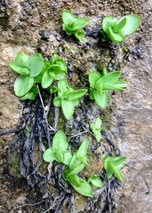 Pinguicula vallisneriifolia