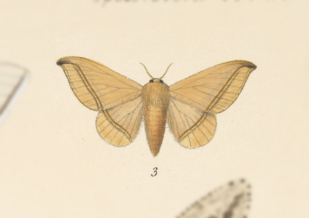 Roelofa hegewischi