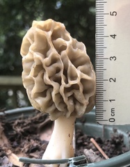 Morchella sceptriformis