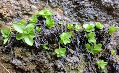 Pinguicula vallisneriifolia