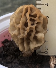 Morchella sceptriformis