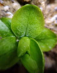 Pinguicula vallisneriifolia