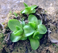 Pinguicula vallisneriifolia