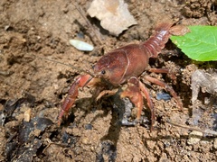 Distocambarus youngineri