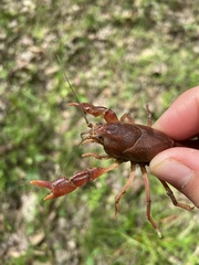 Distocambarus youngineri