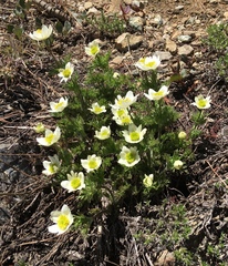 Anemone drummondii drummondii