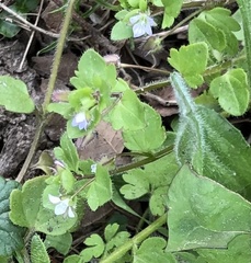 Veronica sublobata